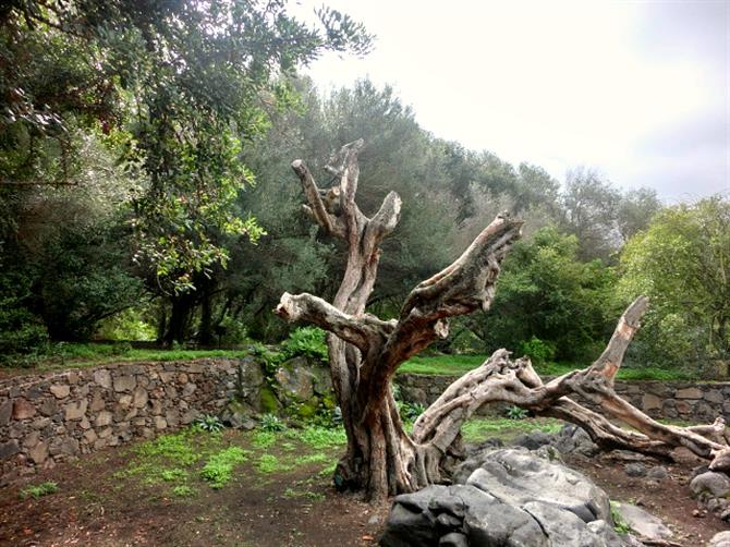 Jardin Botanico Viera y Clavijo