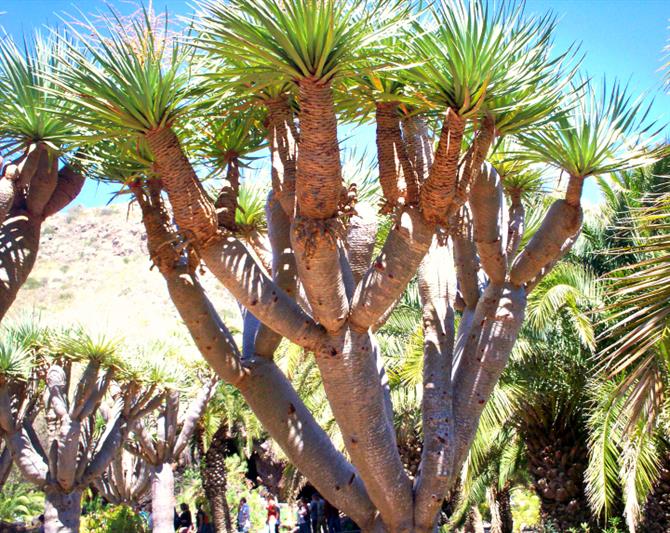 Jardin Botanico Viera y Clavijo