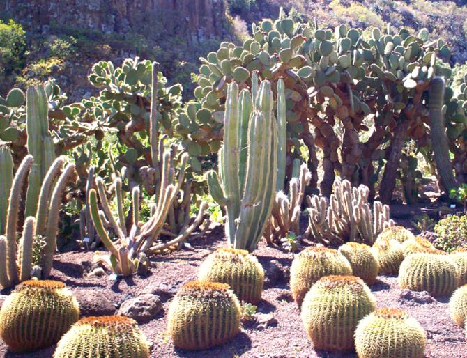 Jardin Botanico Viera y Clavijo