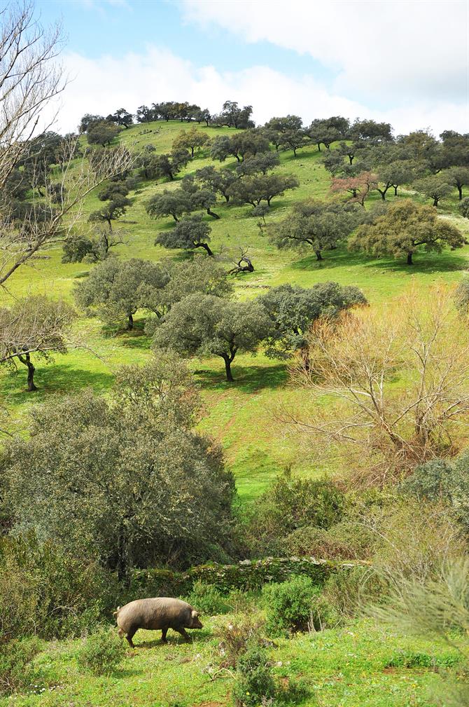 Jabugo - Sierra de Aracena