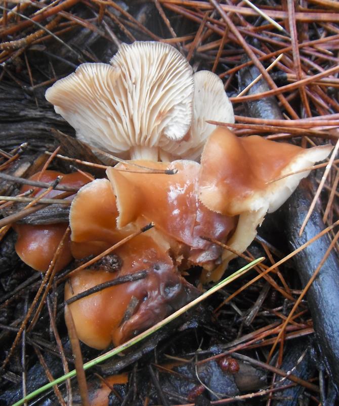 mushrooms-fungi