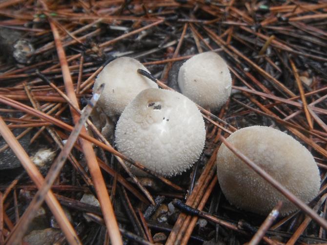 Mushrooms-fungi