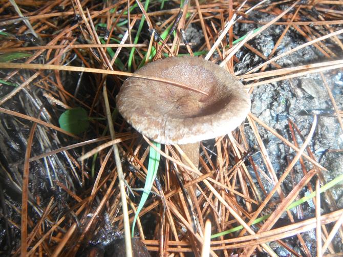mushrooms-fungi