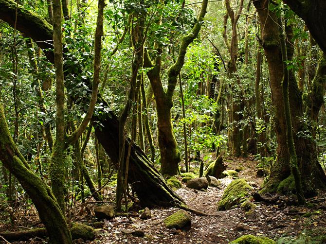 Garajonay National Park on La Gomera