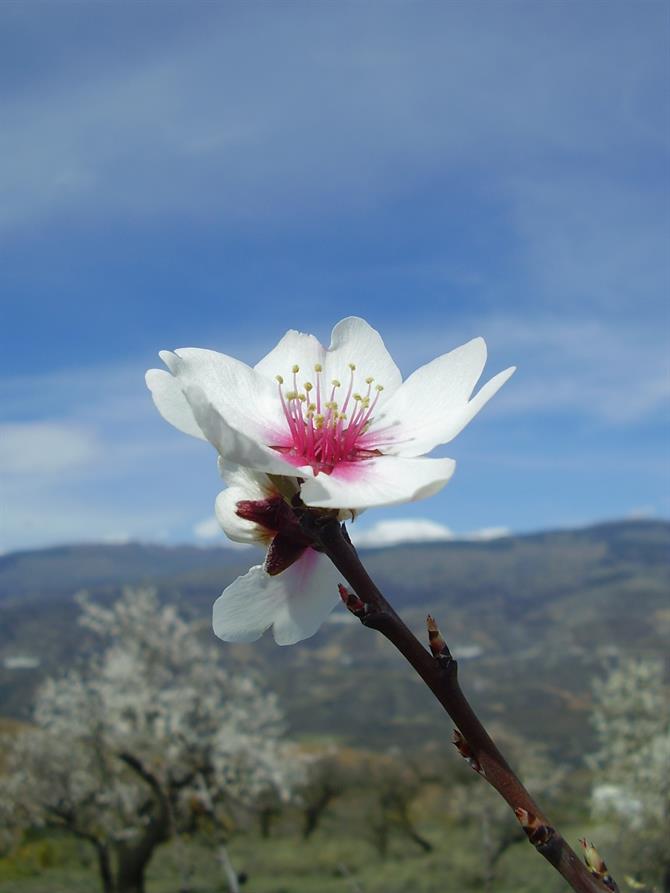 Almond tree flower, Malaga - Andalusia (Spain)