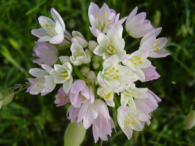 wild garlic