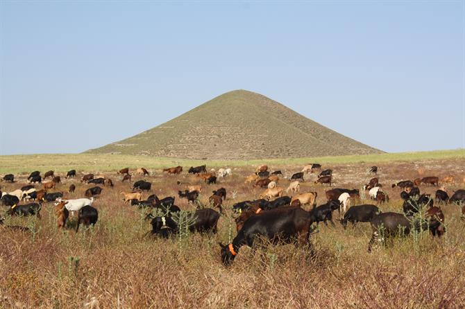 Ziegenherden grasen in der Steppe von Almeria