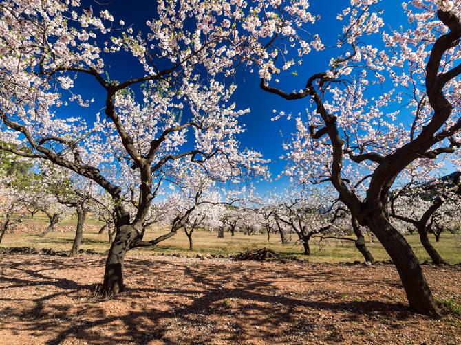 Blossoming almond trees, Malaga - Andalusia (Spain)