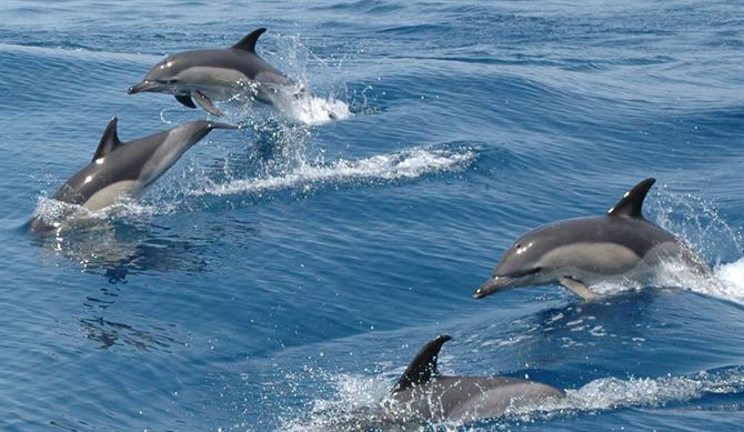 Dolphin spotting @costa del Sol