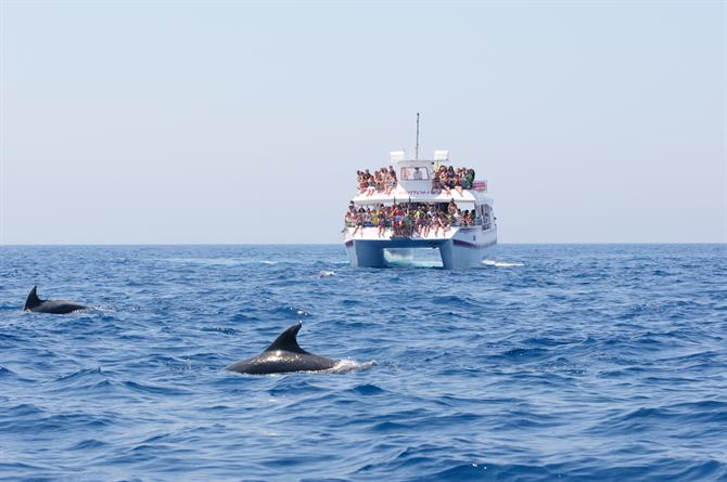 Dolphin spotting @costadeñsol
