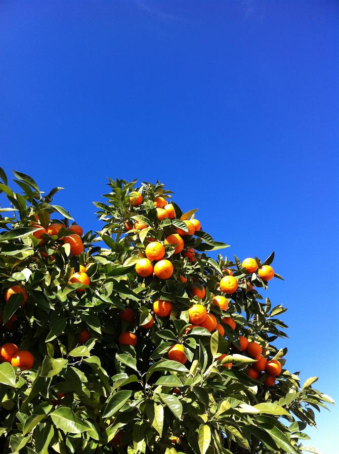 Arbol de naranjas Granada