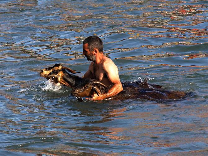 Goat Bathing in Puerto de la Cruz, Tenerife