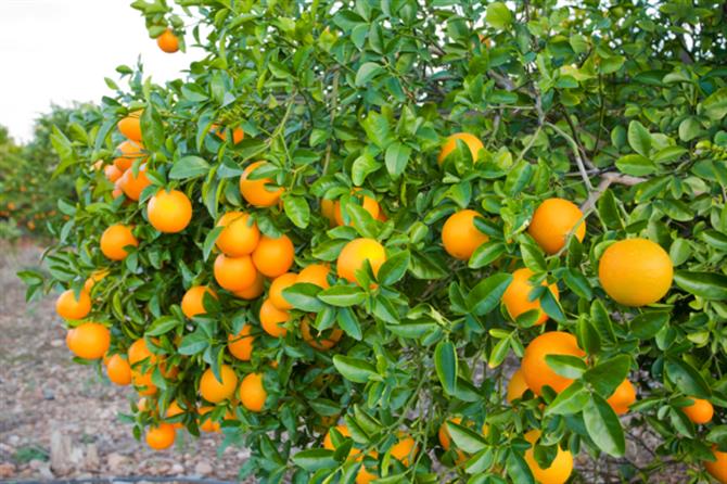 Valencia-Oranges are ready to be picked
