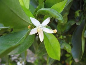 Orange blossoms smell sweet and sexy