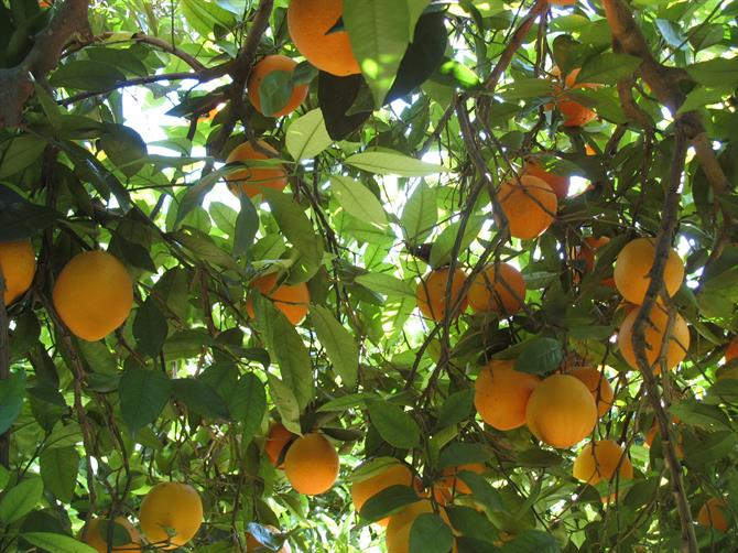 Sitting under a roof of an Orange tree