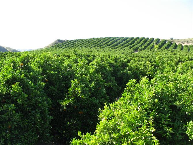 Wide fields of orange trees in Andalusia