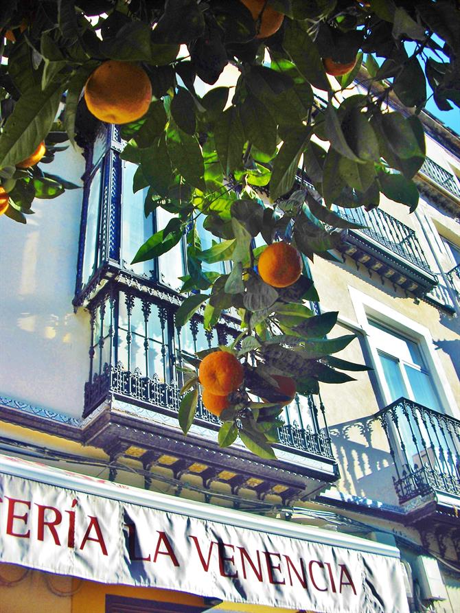 Bitter oranges in Seville