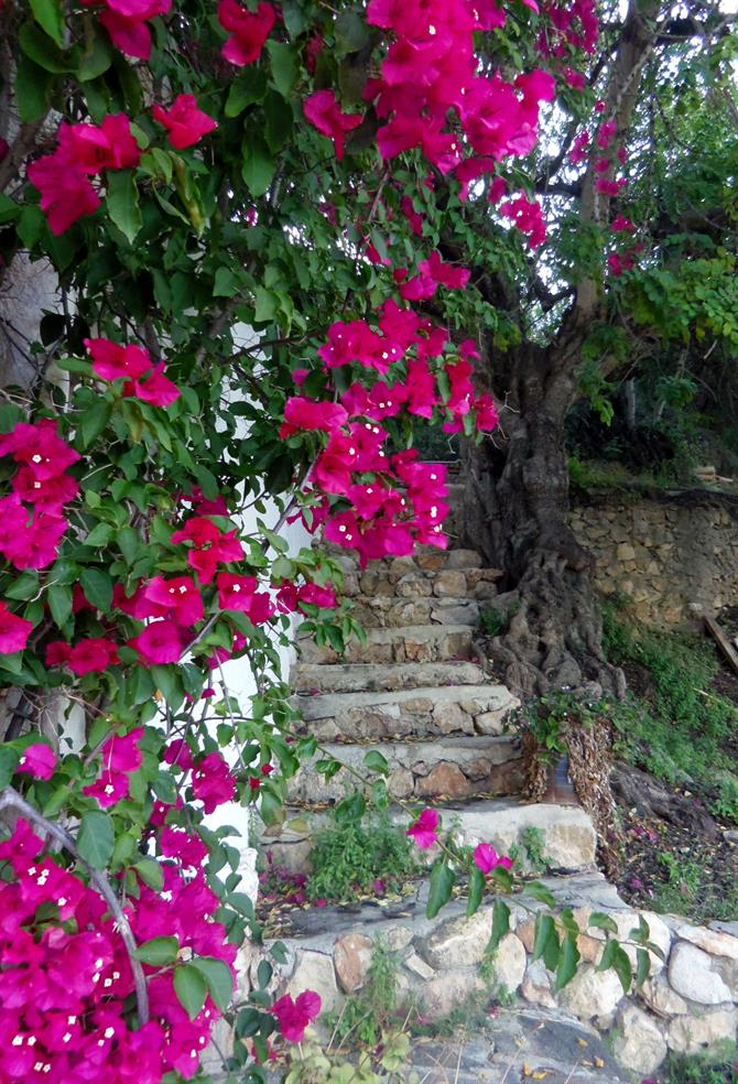 Blumenpracht und altes Gemäuer in Cordoba