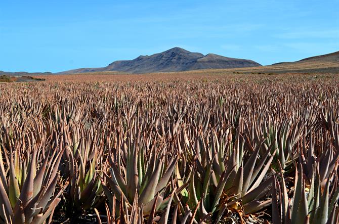 Aloe Vera, Fuerteventura