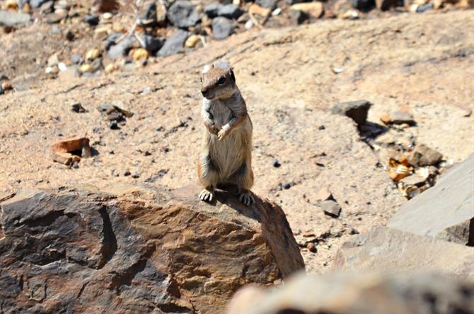 Barbary squirrel, Fuerteventura