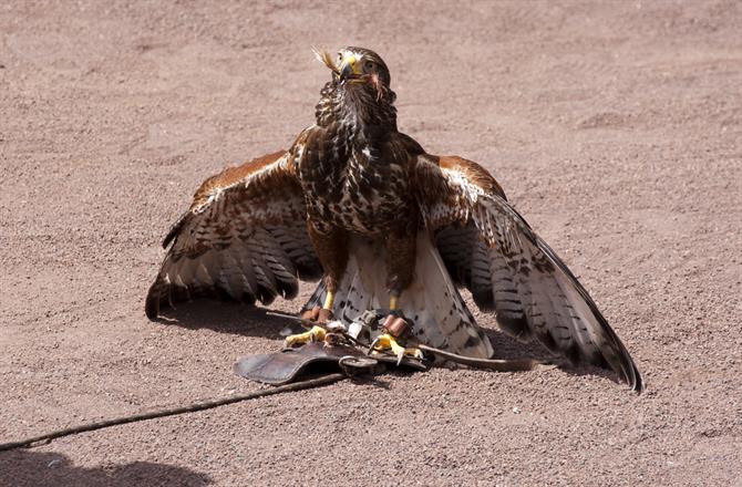 Grande Canarie - Palmitos Park, bird of pray