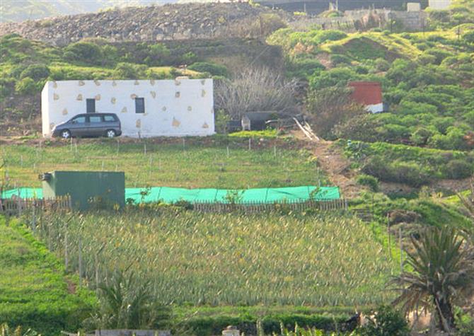 Vega de Gáldar aloe-vera plantation