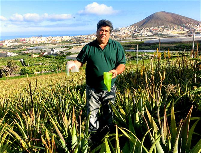 Aloe-vera farmer