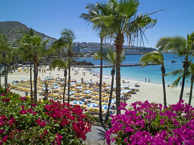 Stranden Anfi del Mar med blommor, palmer, solstolar och turkost vatten