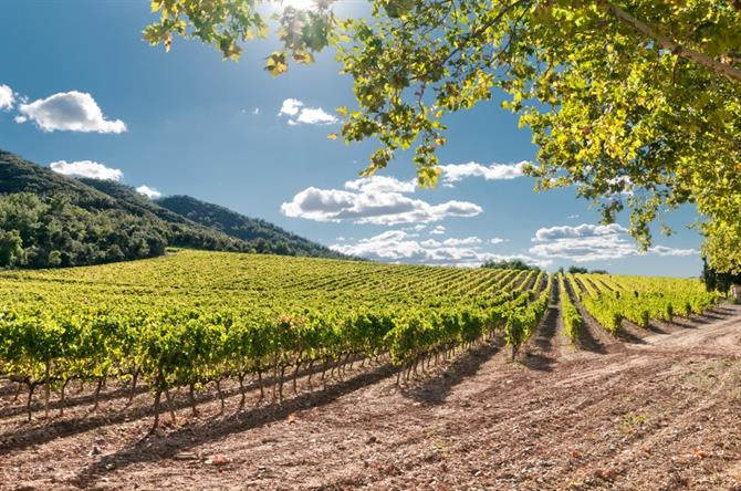Catalonia vineyard