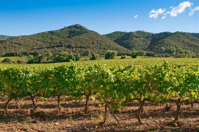 Catalonia vineyard