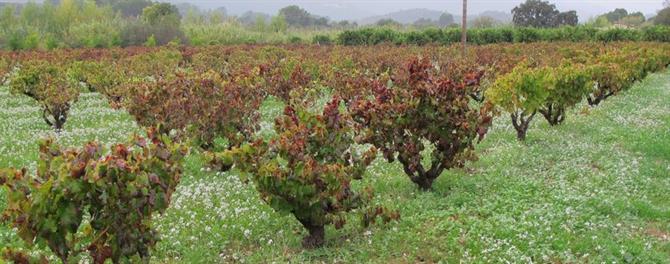 viñedos del valle del Jalón