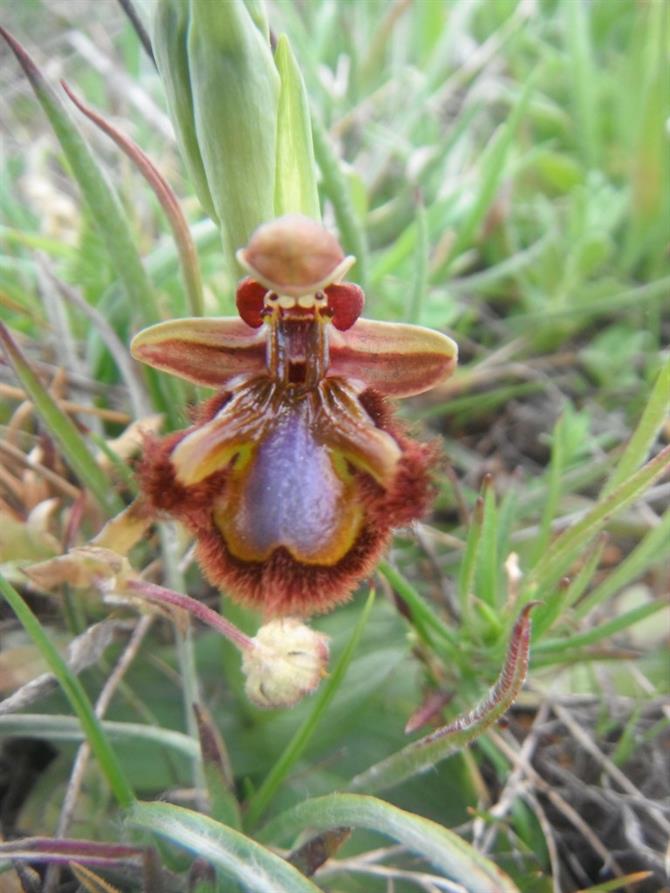 Mirror Orchid