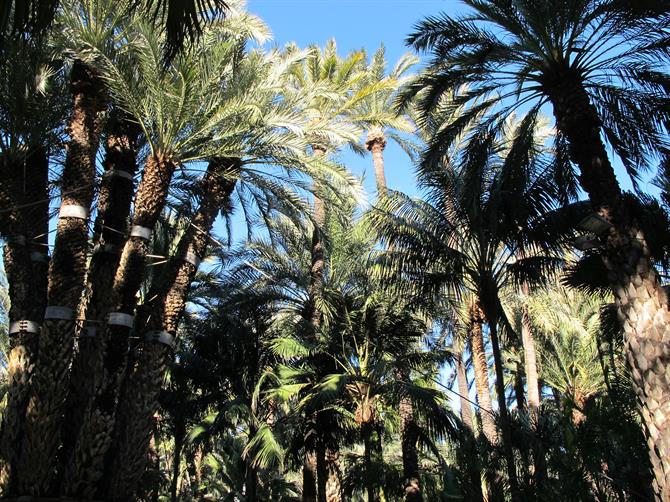 Elche palm trees