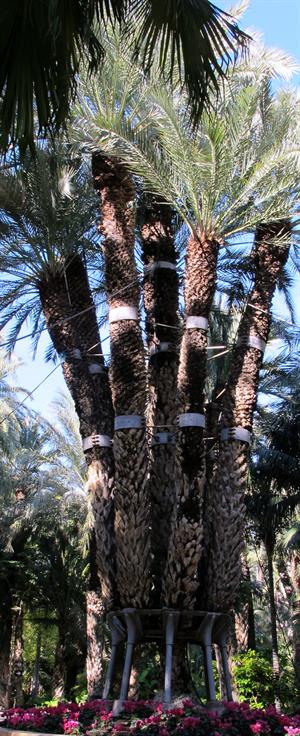 Elche Imperial Palm