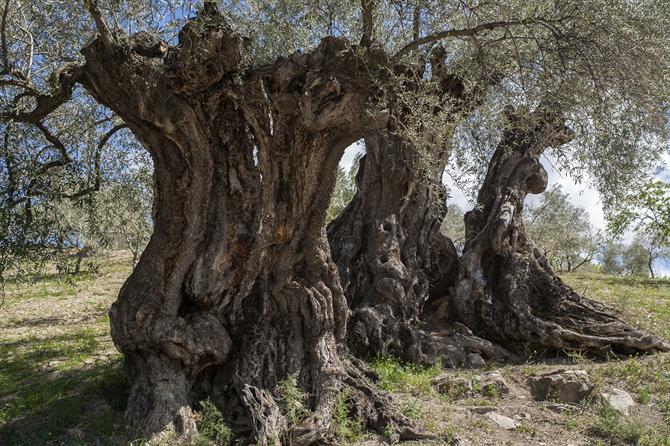 Thousand year olive tree Millennial Olive of Arroyo Carnicero