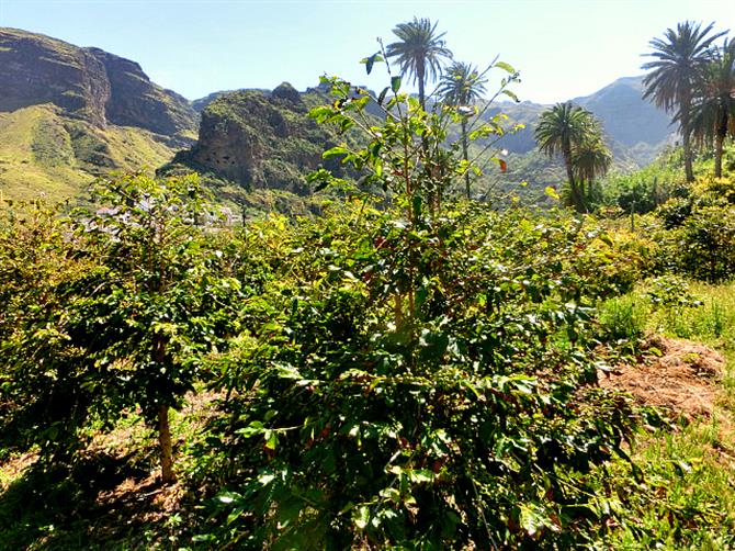 Growing coffee