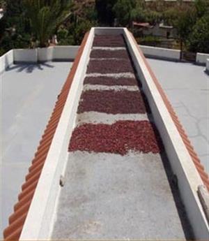 Reife Kaffeebohnen trocknen auf Dächern in der Sonne