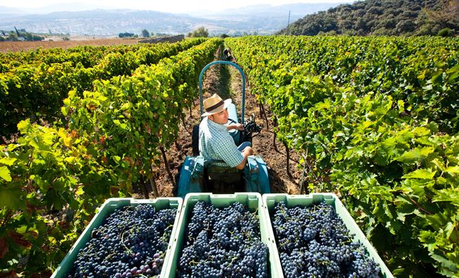 Bodegas Schatz, vin i Ronda