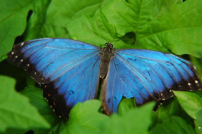 Parc de papillons de Benalmadena, Andalousie - Costa del Sol (Espagne)