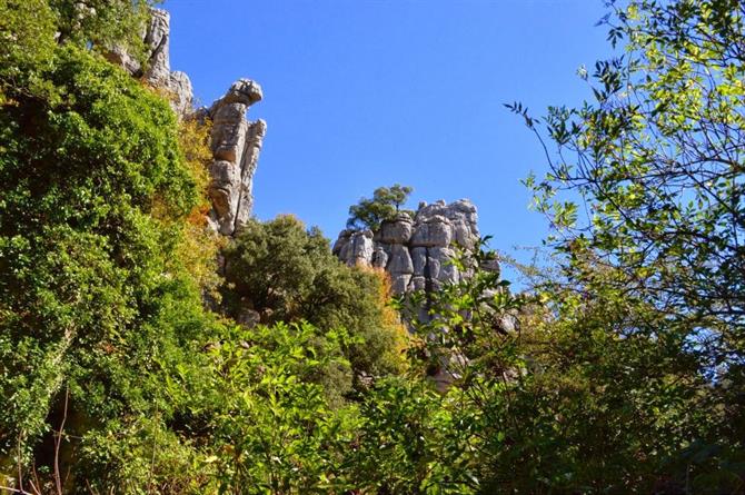 Plants and life in El Torcal natural park
