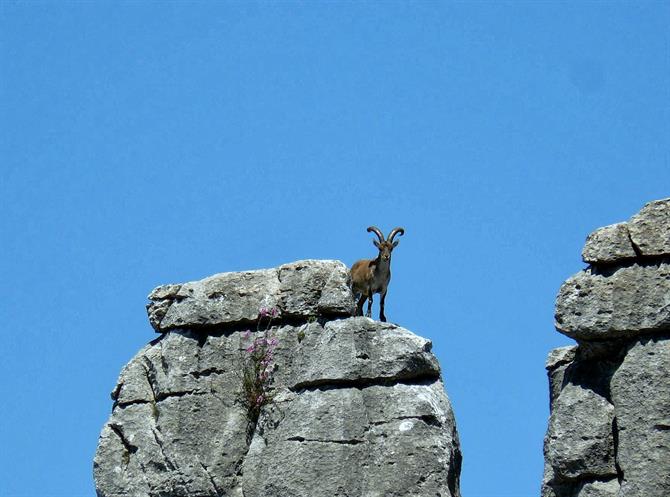 Bjergged i El Torcal, Antequera