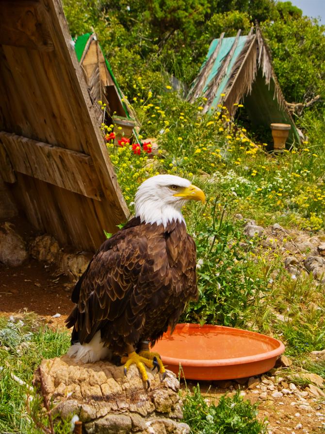 Der Jardin de las Aguilas in Benalmadena