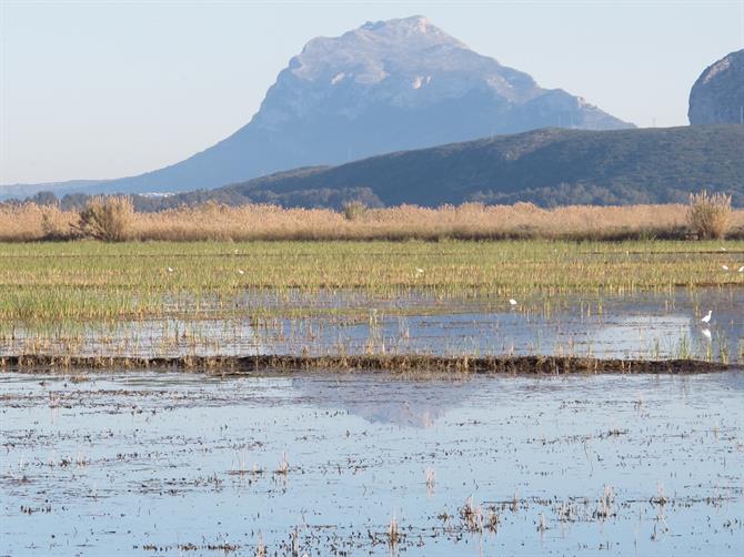 Marais de Pego-Oliva, Alicante - Costa Blanca (Espagne)