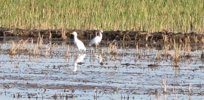 Wild fowl at the salinas