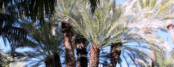 Elche palm grove