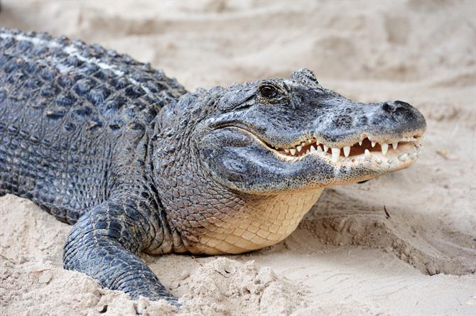 Alligator en Crocodile Park Torremolinos 