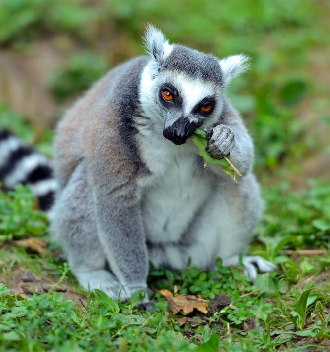 Lemur