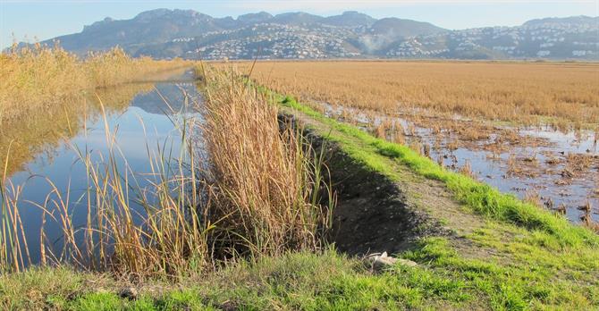 Pego-Oliva marshland