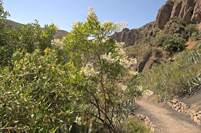 Caldera de Bandama