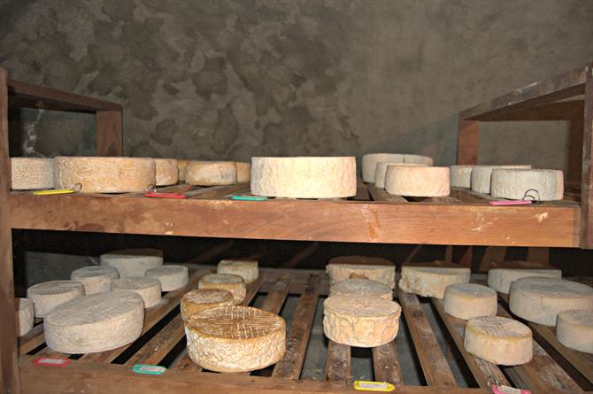 Cheese maturing